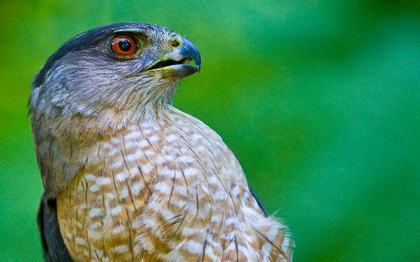 Photo of Accipiter cooperii by Kerry Lange